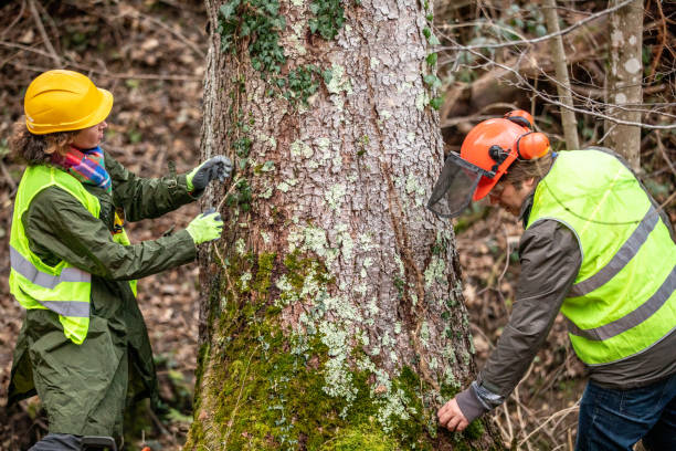 Best Tree Risk Assessment  in Lebanon, TN