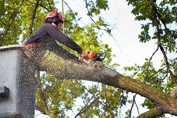 How Our Tree Care Process Works  in  Lebanon, TN